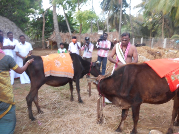 aged cows receive attention at Sri Sai Agastiya Foundation